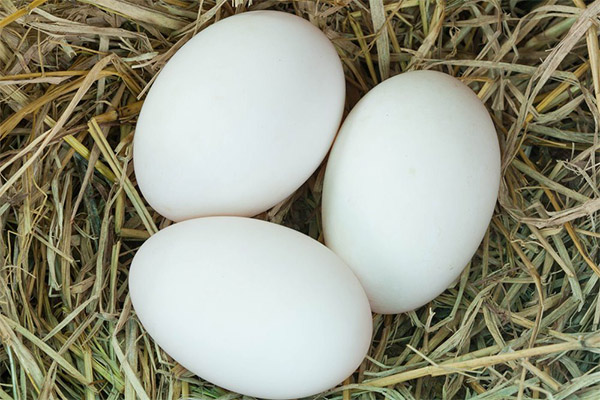 The benefits and harms of goose eggs