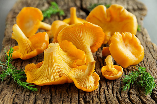 The benefits and harms of chanterelles