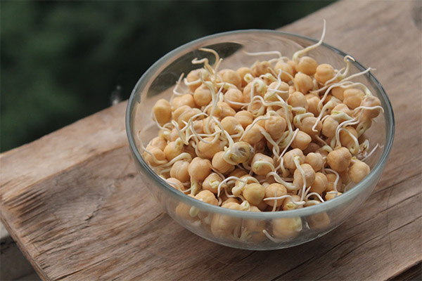 The benefits and harms of sprouted chickpeas