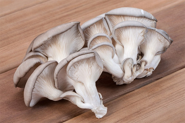 The benefits and harms of oyster mushrooms