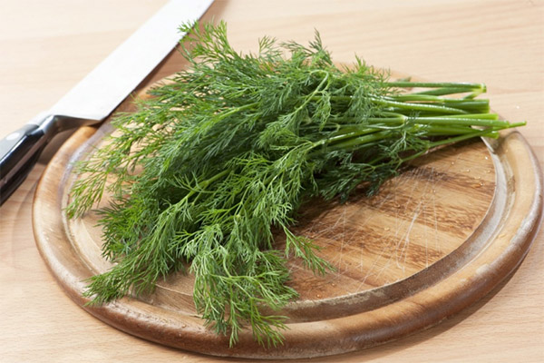 Dill application in cookery