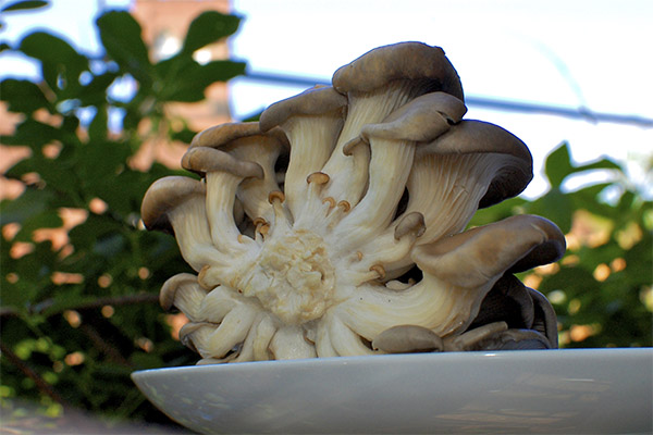 Oyster mushrooms in medicine