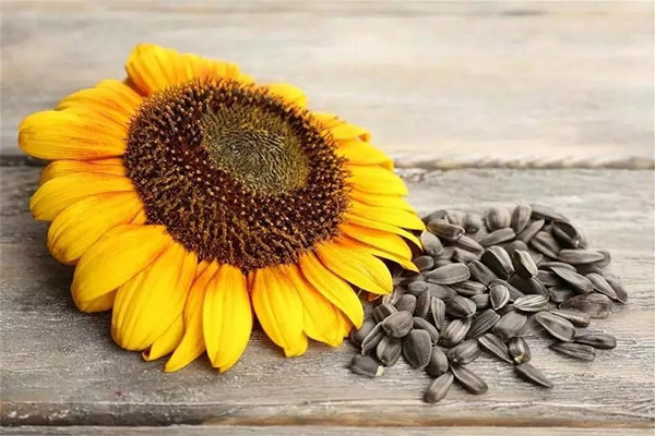 Harms and contraindications of sunflower seeds