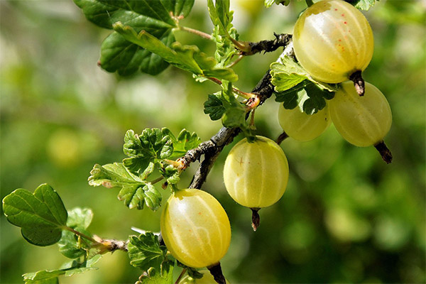 Interesting facts about gooseberries