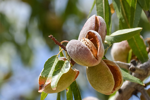 Interesting Facts about Almonds