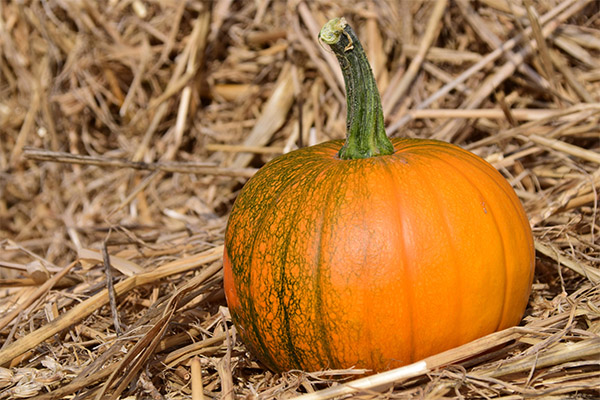 Interesting Facts about the Pumpkin