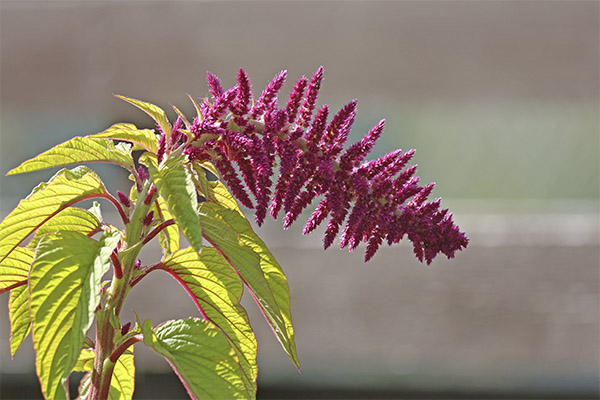 Interesting facts about amaranth