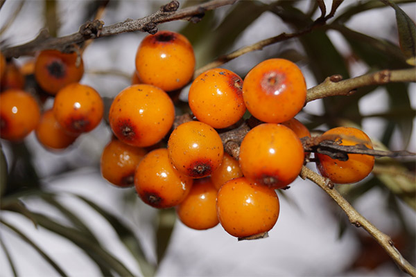 Interesting facts about sea buckthorn