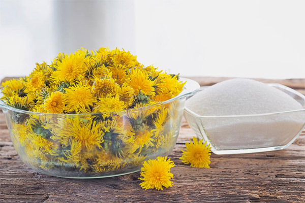 How to pick dandelions for jam