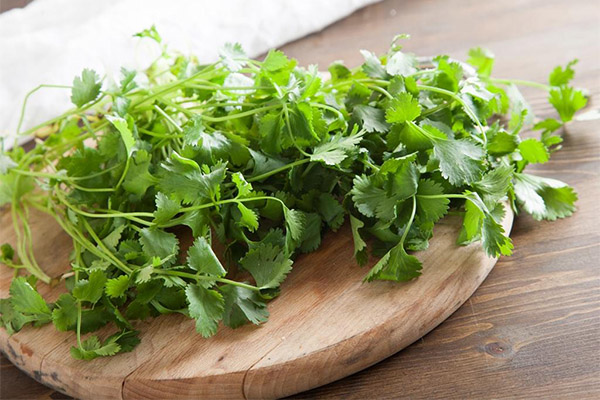 How to choose and store coriander