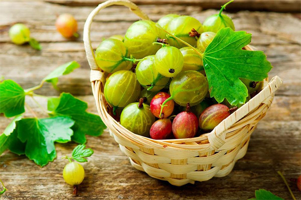 How to choose and store gooseberries