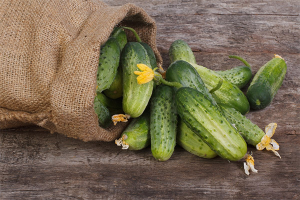 How to choose and store cucumbers