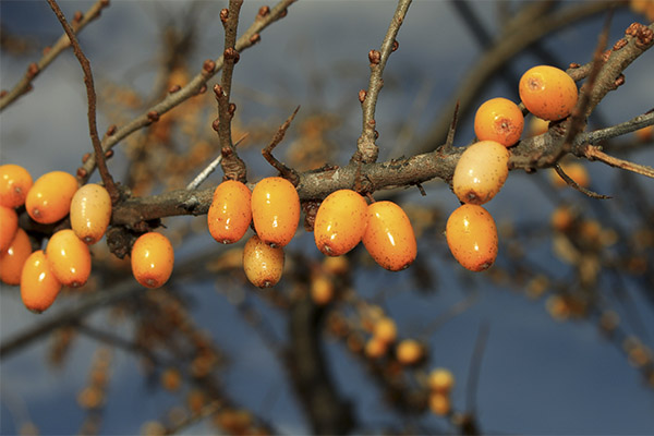 When to harvest and how to store sea buckthorn