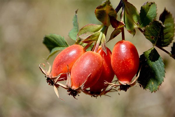 When to gather and how to store rosehips