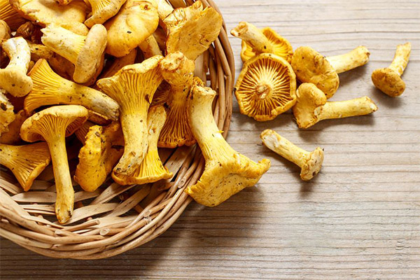 Is it possible to eat chanterelles raw