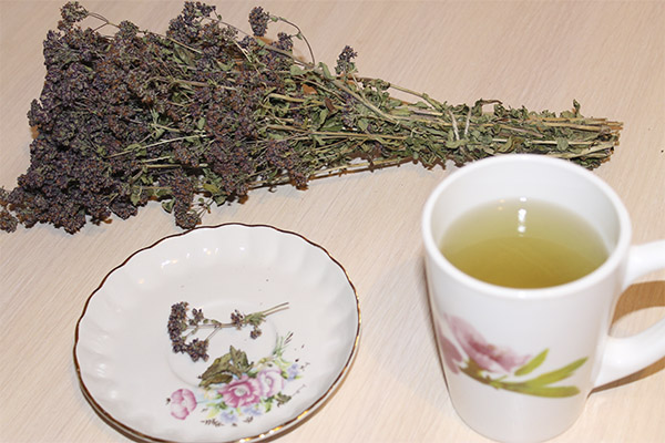 Useful properties of oregano tea