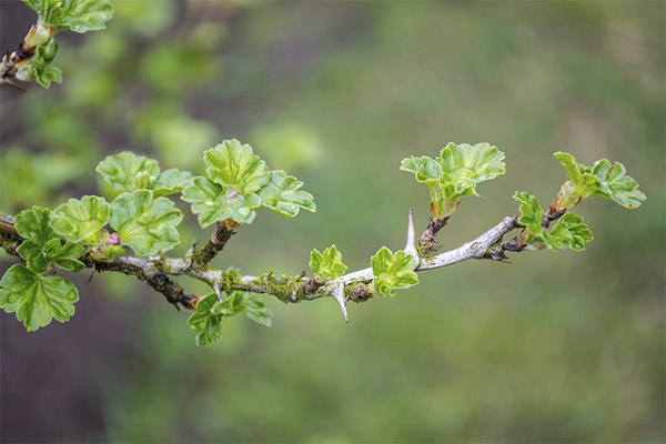 Useful properties of gooseberry leaves
