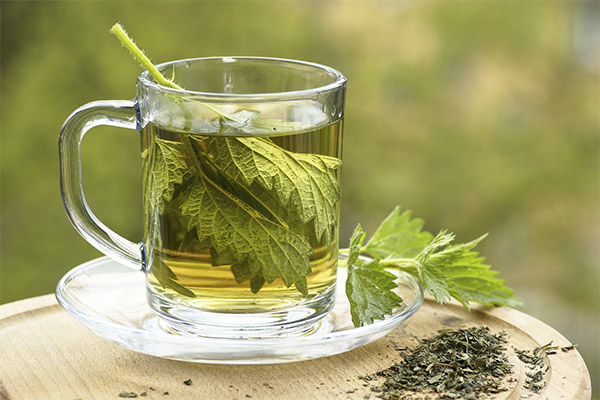 The benefits and harms of nettle tea