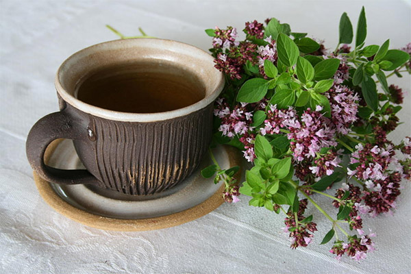 The benefits and harms of oregano tea