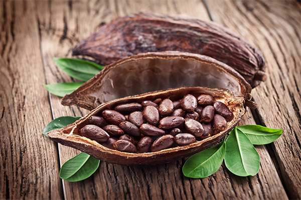 The benefits and harms of cocoa beans
