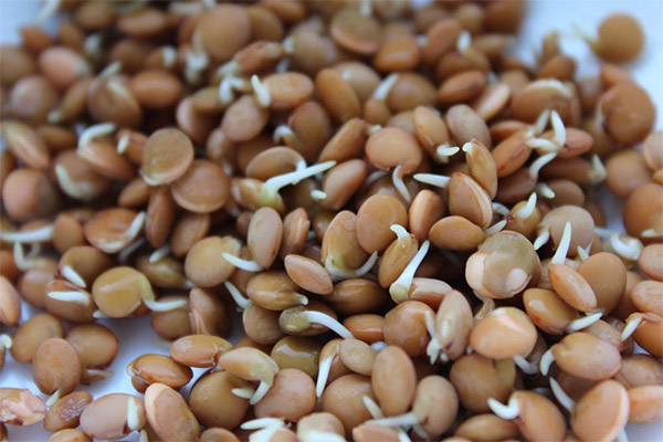 The benefits and harms of sprouted lentils