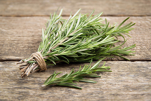The benefits and harms of rosemary