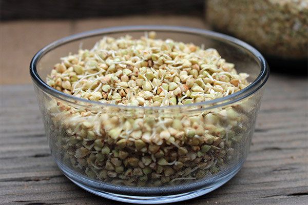 Benefits of Sprouted Green Buckwheat