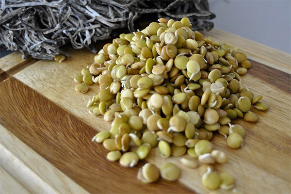 Sprouted Lentils for weight loss