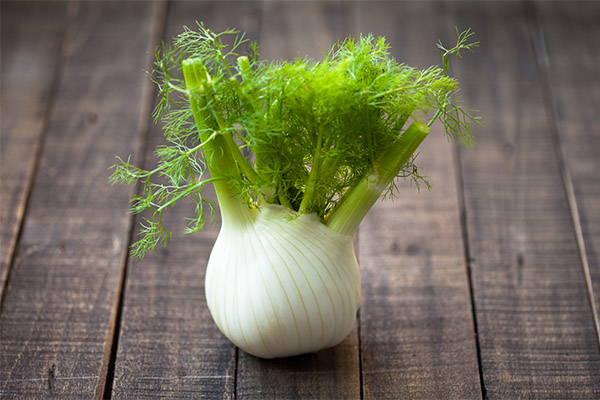 Fennel in medicine