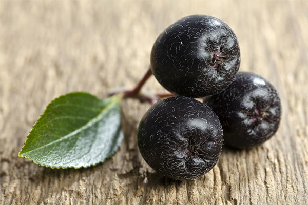 Interesting facts about Blackthorn berries