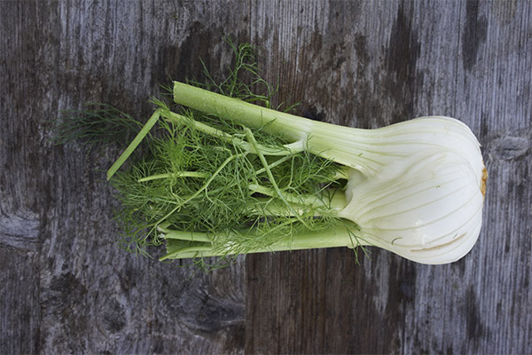 Interesting Facts about Fennel