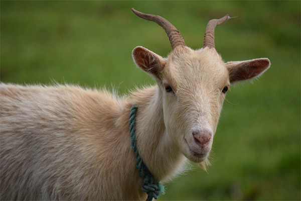Interesting facts about goats