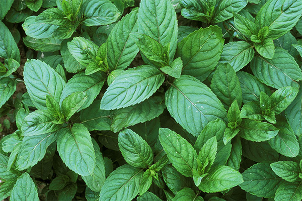 Interesting facts about mint