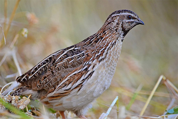 Interesting facts about quail