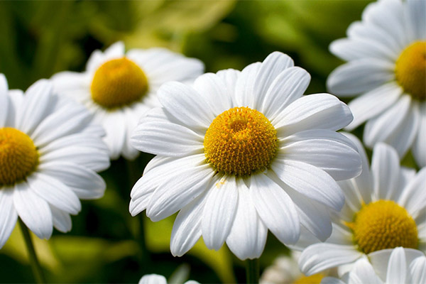 Interesting facts about chamomile