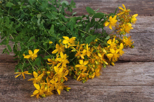 Interesting facts about St. John's wort