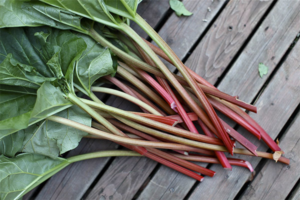 How to choose and store rhubarb
