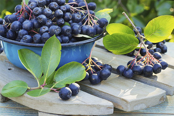How to choose and store Blackthorn berries