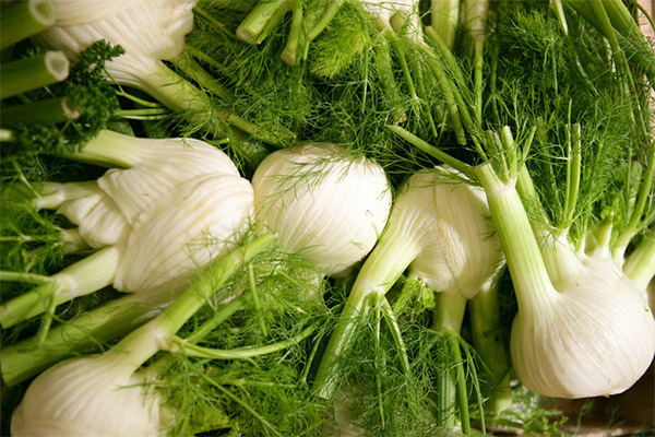 How to Choose and Store Fennel