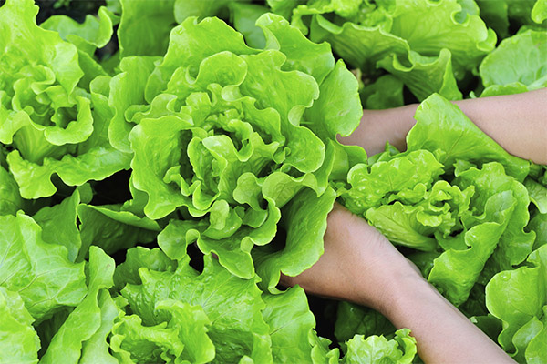 How to choose and store lettuce leaves