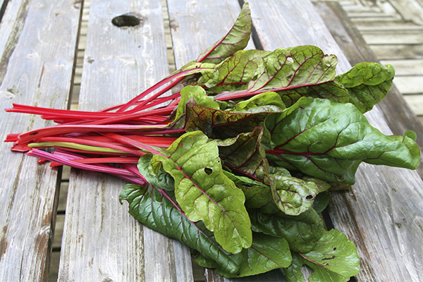 How to Pick and Store Swiss chard