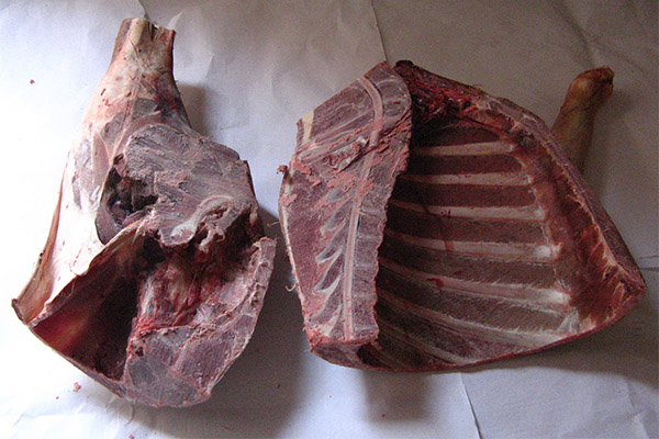 How to choose and store venison meat