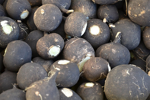 How to Choose and Store Black Radish