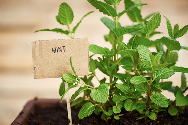 How to grow mint at home