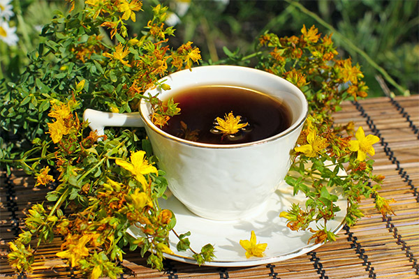How to brew tea from St. John's wort