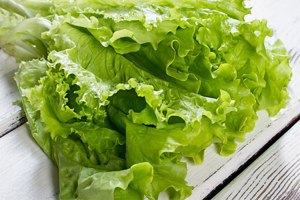 Can we give leaf lettuce to animals?