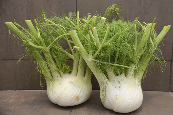 The benefits and harms of fennel