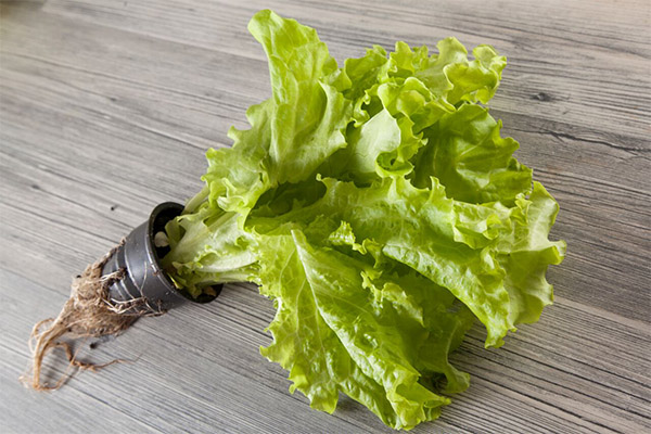 The benefits and harms of leaf lettuce