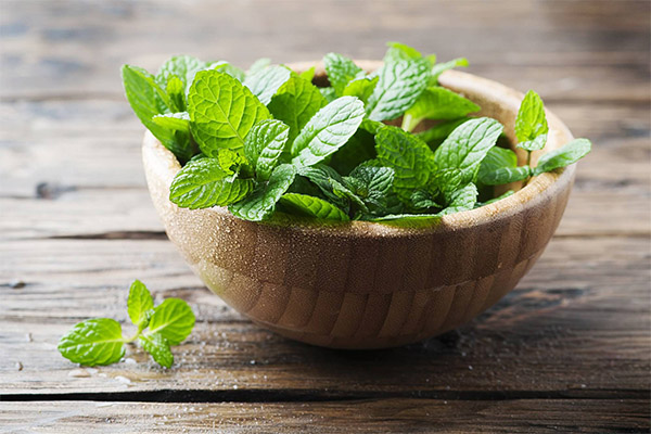 Benefits and harms of mint