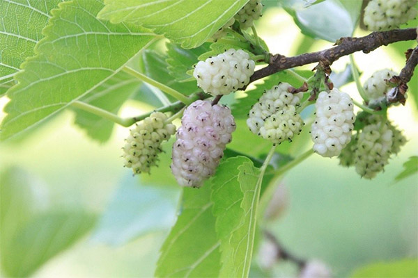 What is useful mulberry leaves
